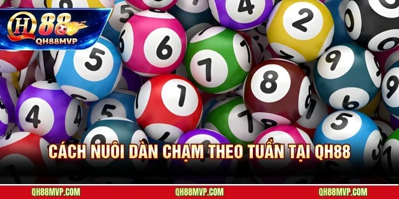 Nuôi dàn đề chạm theo tuần với lịch cụ thể từng ngày tại QH88